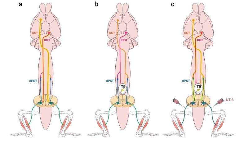 Potential Target For Restoring Movement After Spinal Cord