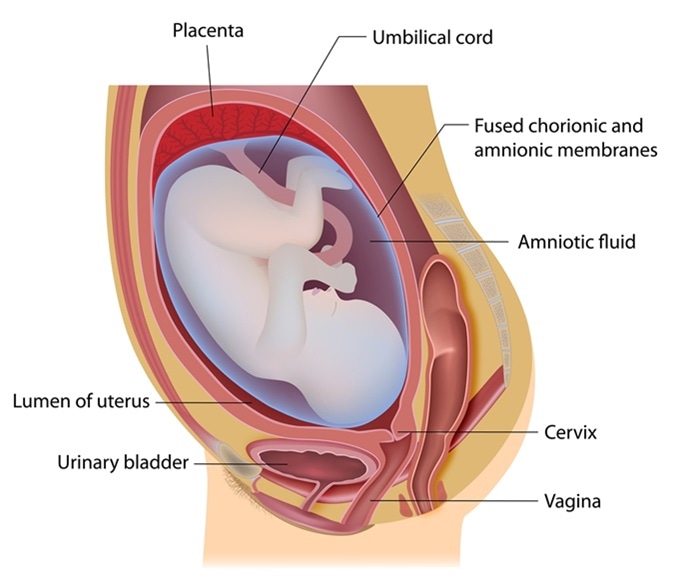 What is Amniotic Fluid? - Thailand Medical News