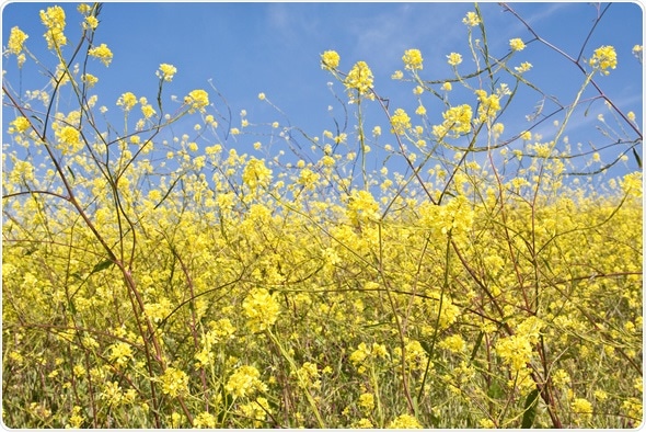 Wild mustard plants growing in central California - Image Copyright: David M. Schrader / Shutterstock