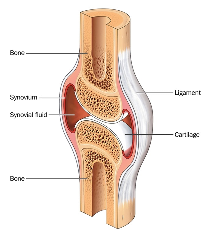 Cross section through a typical synovial joint, showing the bone, synovial membrane, synovial fluid, cartilage and ligament - Image Credit: Blamb / Shutterstock