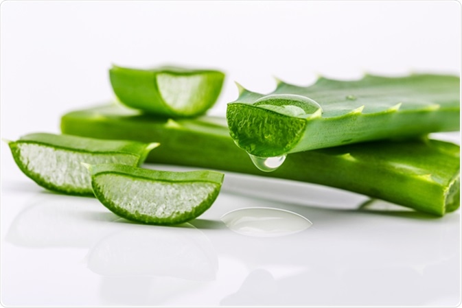 Aloe vera. Image Credit: Fishman64 / Shutterstock