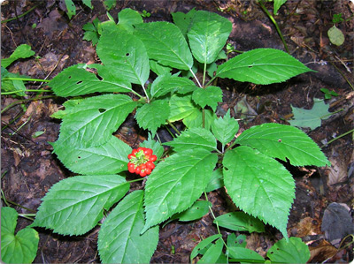 American ginseng (Panax quinquefolius) grows in rich woods through most of the eastern United States, including the mountains and upper Piedmont of North Carolina.