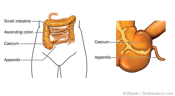 labelled appendix