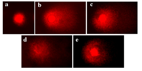 comet assay results