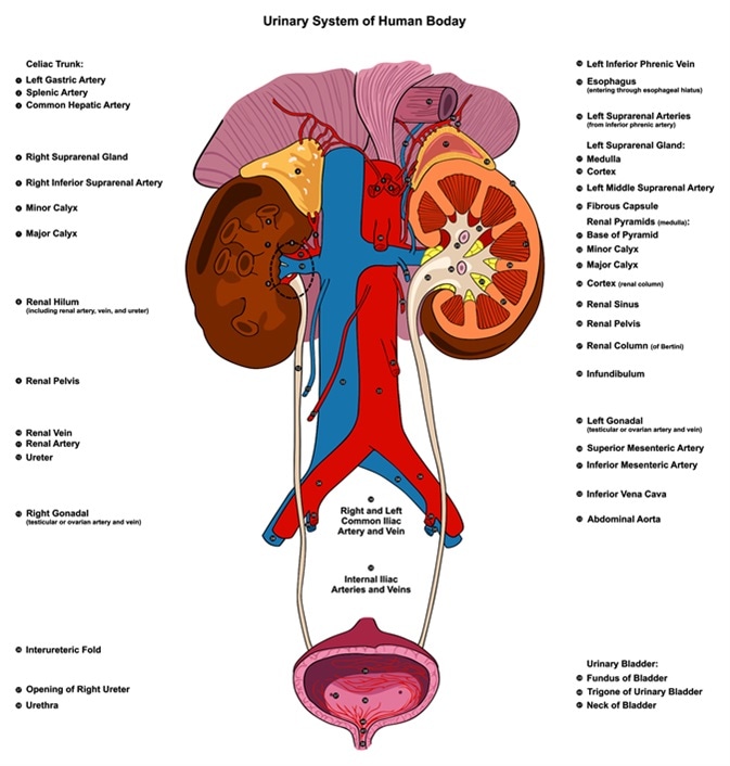 Urinary Renal System of Human Body Anatomy. Image Credit: udaix / Shutetrstock