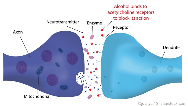 alcohol synapse
