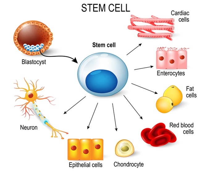 Stem cells. These inner cell mass from a blastocyst. These stem cells can become any tissue in the body. for example: neuron, chondrocyte, enterocytes, red blood cells, muscle, fat or epithelial cells. Image Credit: Designua / Shutterstock