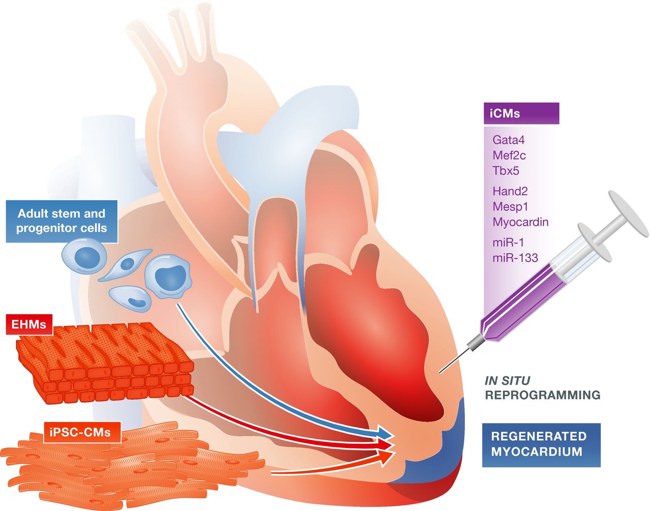 A Novel Solution To Cardiology Issues.