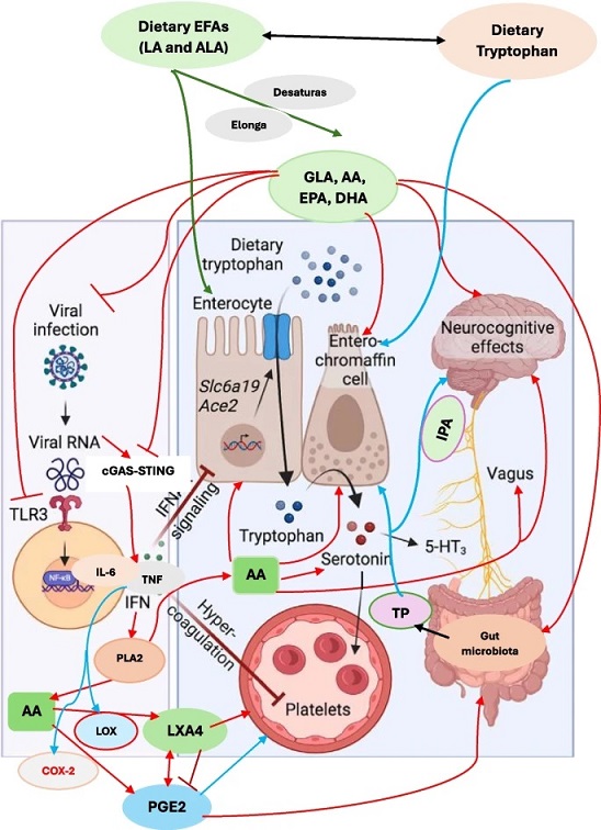 COVID-19-News-Essential-Fatty-Acids-EFAs-Could-Possibly-Preven-And-Ameliorate-Long-COVID-Issues.jpg