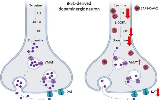Unraveling the dynamics of dopamine release and its actions on