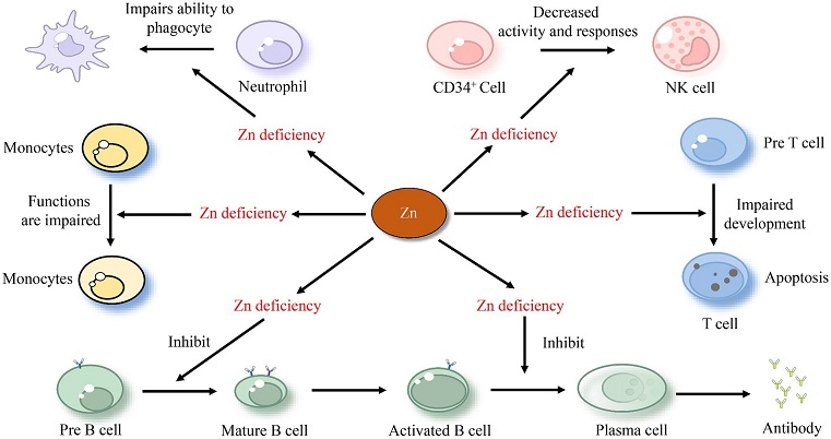 COVID-19-News-Zinc-s-Role-In-Immunity-And-Its-Impact-On-COVID-19.jpg
