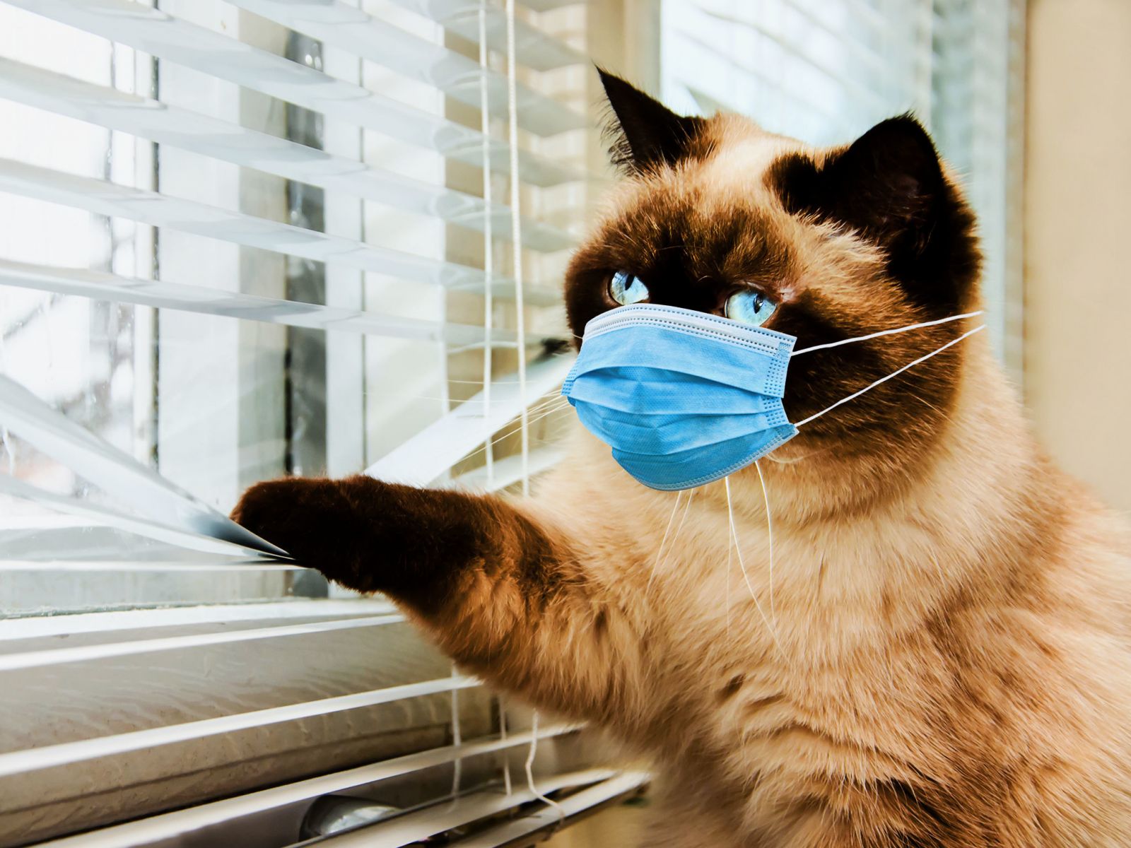 Covid 19 Pets Study Confirms That Cats Can Becomes Infected With Covid 19 And Spread It To Other Cats Thailand Medical News
