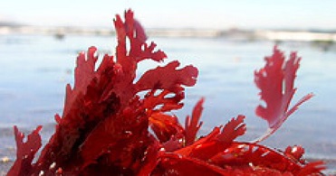 Iota-carrageenan from red seaweed inhibits SARS-CoV-2 in