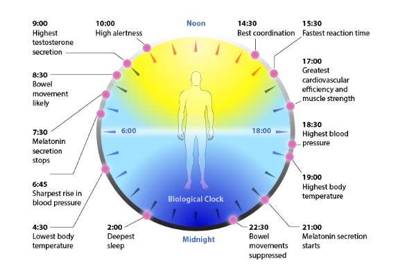 The Importance Of The Circadian Rhythm In Human Health Thailand Medical News
