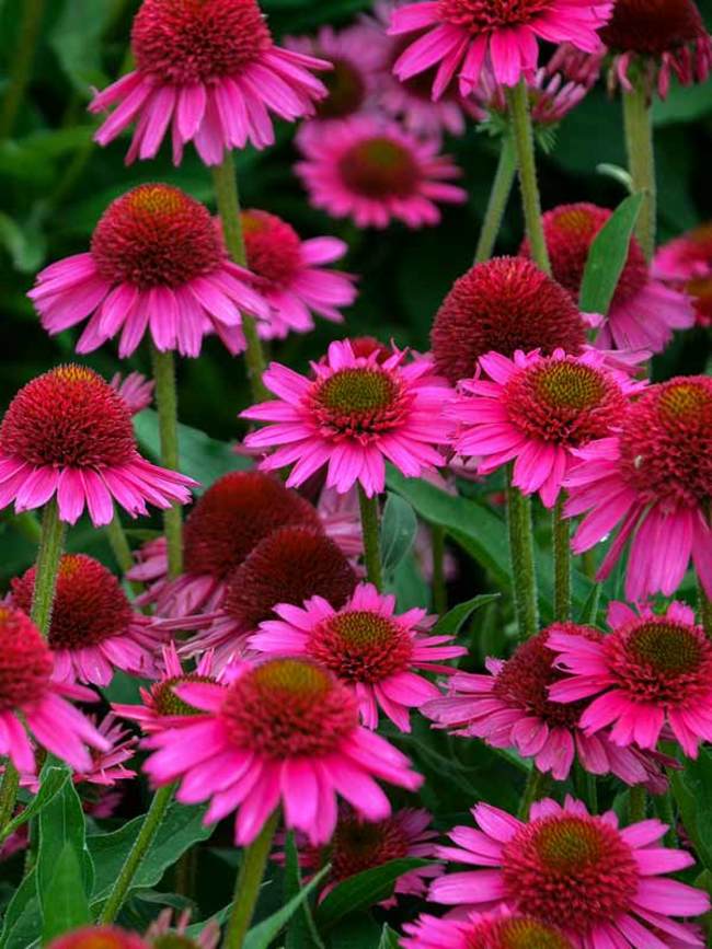 Image result for echinacea