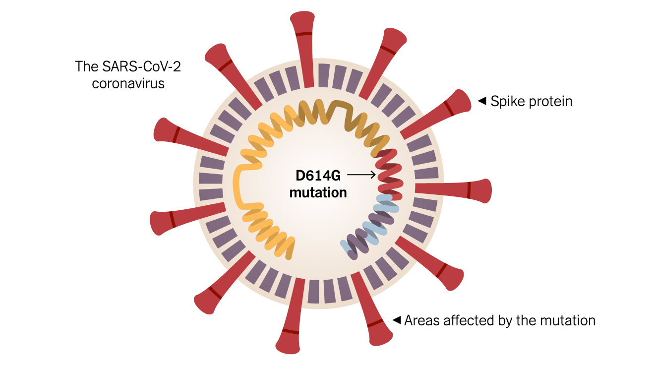 D614G Mutation Strains Of The SARS-CoV-2 Coronavirus Fast ...