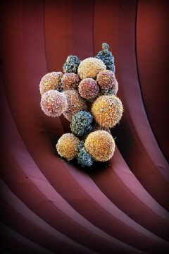 Drug That  Stop Cancer Metastasis Finally Identified