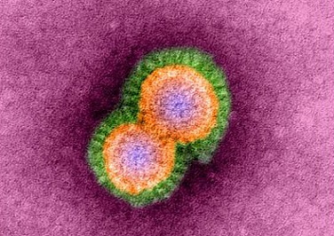 H5N1-News-Insects-Such-As-Mosquitoes-House-Flies-Beetles-Cockroaches-Etc-Are-Also-Vectors-For-H5N1-And-Other-Avian-Flu-Viruses.jpg