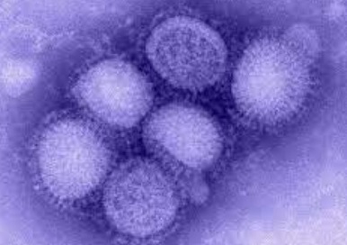 H5N1-News-New-Subtype-Of-H5N1-Avian-Flu-Ha-%20Possibly-Emerged-In-Vietnam.jpg