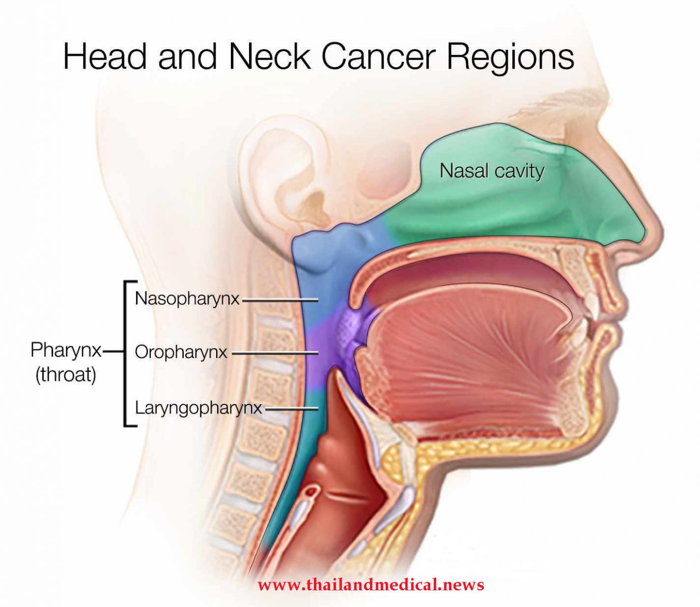 Males Contracting HPV Linked Head And Neck Cancer On An Exponential Rise,  Thanks To Porn and Oral Sex! - Thailand Medical News