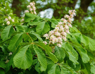 Herbs-Phytochemicals-Beta-Escin-From-Aesculus-Hippocastanum-Is-A-Broad-Spectrum-Antiviral-Against-Coronaviruses-Including-SARS-CoV-2.jpg