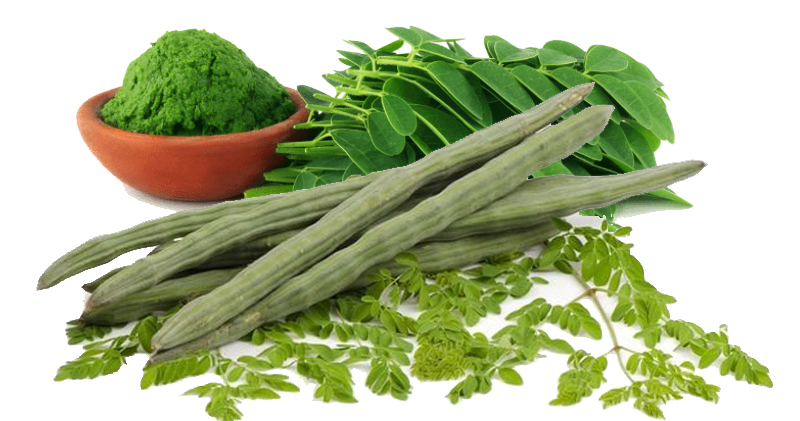 Ten Health Benefits Of The Moringa Leaf (Thai: Marum, มะรุม) - Thailand  Medical News