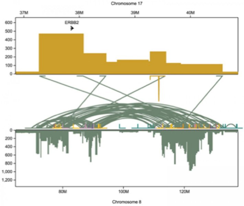 Massive genome