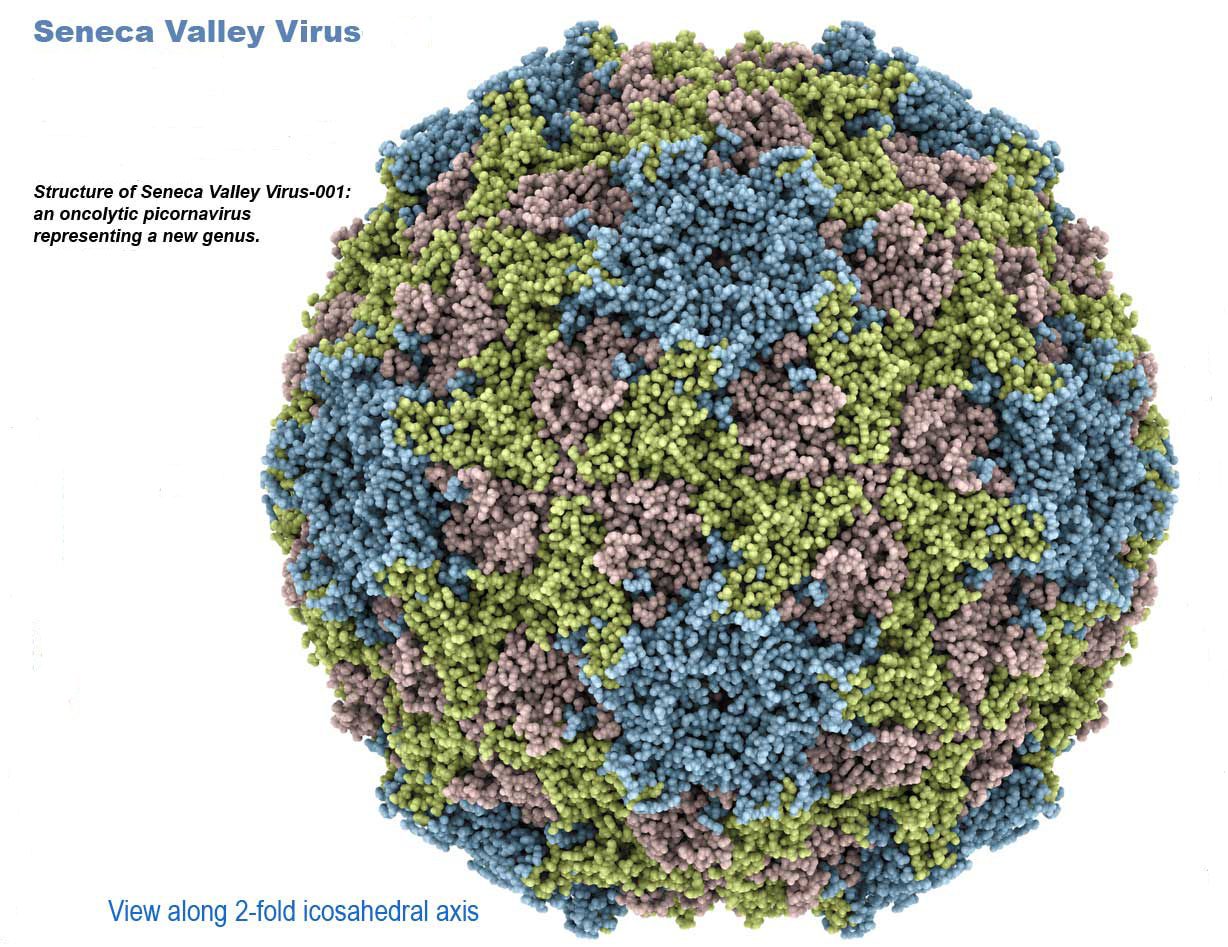 Virotherapy for cancer