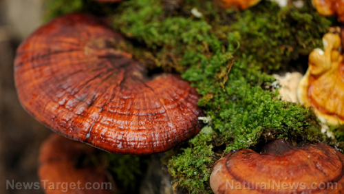 Reishi mushroom