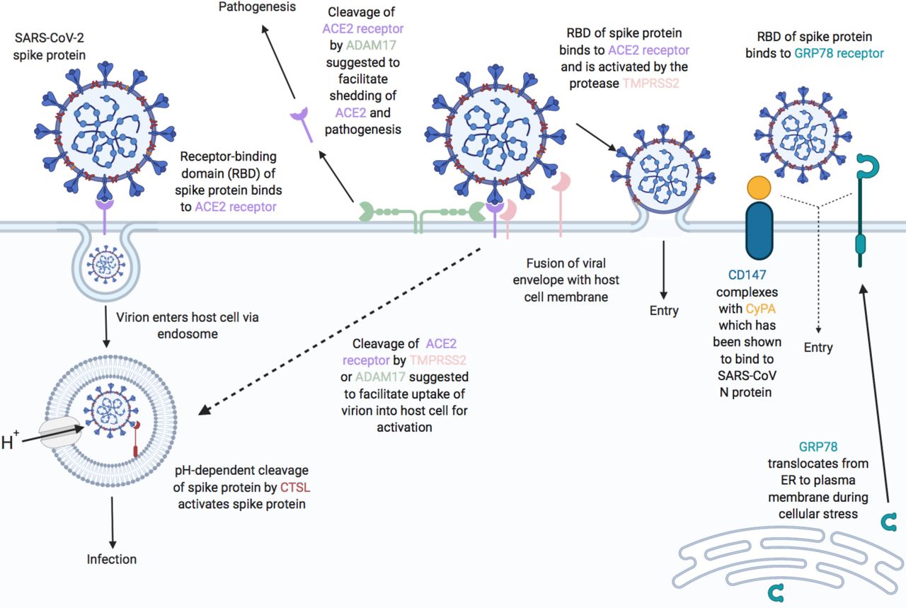 Sars cov 2 ответы на тест. Жизненный цикл SARS-cov-2. Патогенез SARS-cov-2. Жизненный цикл коронавируса SARS-cov-2. Ace2 and Covid-19.
