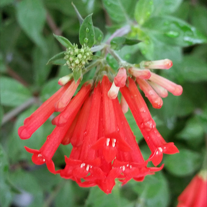 New Non Toxic Drug Svc112 Derived From Flowers Of Bouvardia Ternifolia Plant Targets Cancer Stem Cells And Prevents Metastasis Thailand Medical News