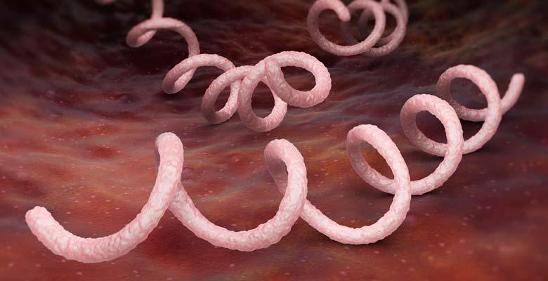 Syphilis Vaccine