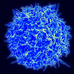 The Cause of Age Related Immunity Deficiences