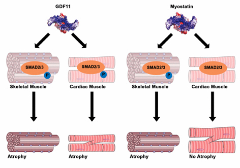 Therapies Research