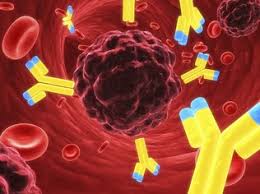 Antibody could increase