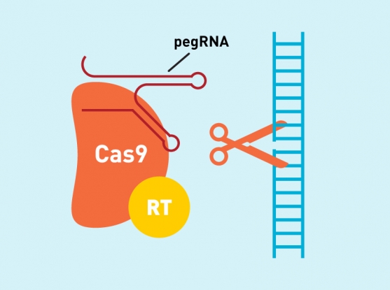 new-crispr-genome