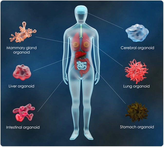 organoids-grown-from-tumor