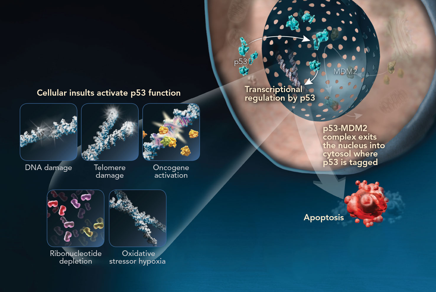 p53 function